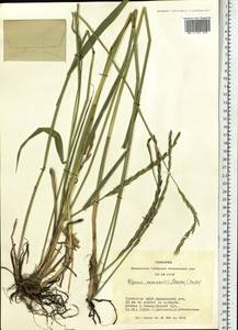 Elymus uralensis (Nevski) Tzvelev, Siberia, Altai & Sayany Mountains (S2) (Russia)