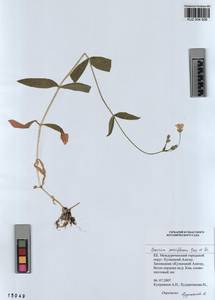 KUZ 004 509, Cerastium pauciflorum Stev. ex Ser., Siberia, Altai & Sayany Mountains (S2) (Russia)