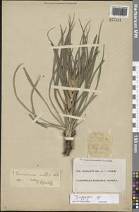 Tragopogon, Eastern Europe, Eastern region (E10) (Russia)