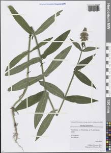 Stachys palustris L., Eastern Europe, Eastern region (E10) (Russia)