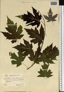 Acer saccharum, Eastern Europe, Lower Volga region (E9) (Russia)