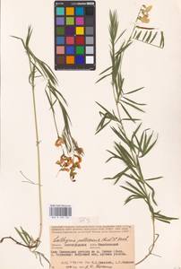 Lathyrus pallescens (M.Bieb.) K.Koch, Eastern Europe, Lower Volga region (E9) (Russia)