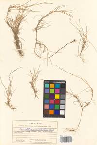 Puccinellia phryganodes (Trin.) Scribn. & Merr., Siberia, Chukotka & Kamchatka (S7) (Russia)