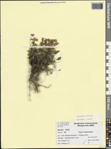 Viola ambigua Waldst. & Kit., Crimea (KRYM) (Russia)