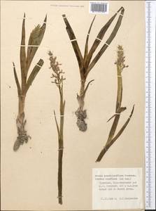 Anacamptis laxiflora (Lam.) R.M.Bateman, Pridgeon & M.W.Chase, Middle Asia, Kopet Dag, Badkhyz, Small & Great Balkhan (M1) (Turkmenistan)