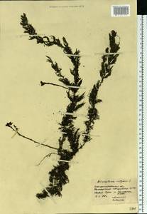 Utricularia vulgaris L., Eastern Europe, South Ukrainian region (E12) (Ukraine)