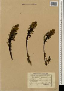 Pedicularis condensata M. Bieb., Caucasus, Abkhazia (K4a) (Abkhazia)