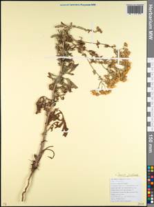 Jacobaea vulgaris subsp. vulgaris, Caucasus, Krasnodar Krai & Adygea (K1a) (Russia)