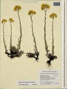 Helichrysum arenarium (L.) Moench, Crimea (KRYM) (Russia)