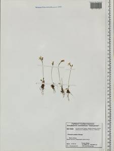 Primula nutans Georgi, Siberia, Central Siberia (S3) (Russia)