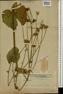 Doronicum macrophyllum Fisch., Caucasus, Azerbaijan (K6) (Azerbaijan)