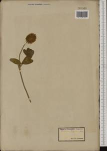 Trifolium diffusum Ehrh., Western Europe (EUR) (Not classified)