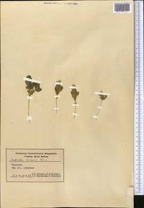 Amberboa turanica Iljin, Middle Asia, Syr-Darian deserts & Kyzylkum (M7) (Uzbekistan)