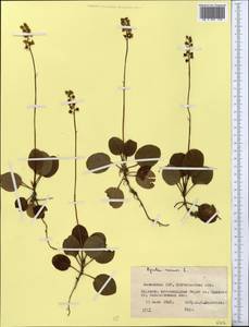 Pyrola minor L., Middle Asia, Northern & Central Kazakhstan (M10) (Kazakhstan)