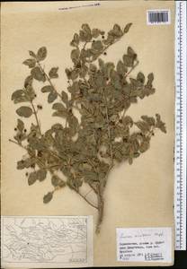 Lonicera korolkowii Stapf, Middle Asia, Pamir & Pamiro-Alai (M2) (Tajikistan)