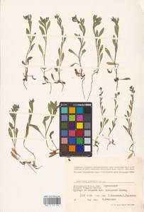 Asperugo procumbens L., Eastern Europe, Lower Volga region (E9) (Russia)