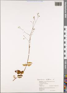 Boerhavia diffusa L., Africa (AFR) (Zimbabwe)