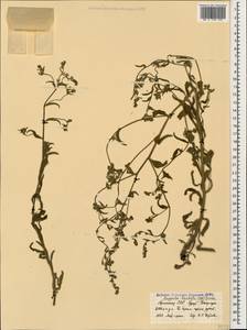 Lappula barbata (M.Bieb.) Menyh., Caucasus, Armenia (K5) (Armenia)
