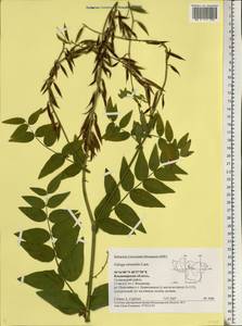 Galega orientalis Lam., Eastern Europe, Central region (E4) (Russia)