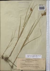 Bolboschoenus glaucus (Lam.) S.G.Sm., Middle Asia, Syr-Darian deserts & Kyzylkum (M7) (Tajikistan)