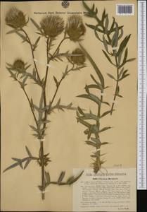 Cirsium boujartii (Piller & Mitterp.) Sch. Bip., Western Europe (EUR) (Romania)