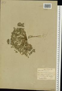 Scleranthus annuus L., Eastern Europe, Belarus (E3a) (Belarus)
