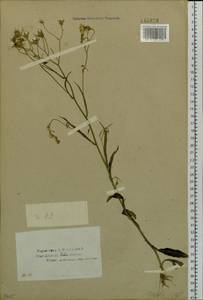 Crepidiastrum tenuifolium (Willd.) Sennikov, Siberia, Baikal & Transbaikal region (S4) (Russia)