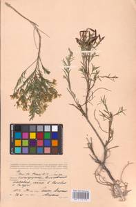 Genista tinctoria subsp. tinctoria, Eastern Europe, Lower Volga region (E9) (Russia)