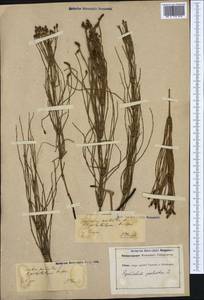 Equisetum palustre L., Western Europe (EUR) (Germany)