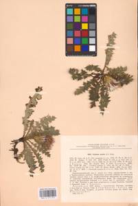 Cirsium acaule (L.) Scop., Eastern Europe, Latvia (E2b) (Latvia)