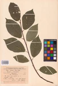 Prunus padus L., Eastern Europe, Central forest-and-steppe region (E6) (Russia)