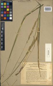 Calamagrostis arundinacea (L.) Roth, Caucasus, Black Sea Shore (from Novorossiysk to Adler) (K3) (Russia)