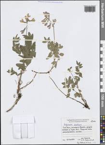 Hedysarum hedysaroides subsp. arcticum (B.Fedtsch.) P.W.Ball, Siberia, Western Siberia (S1) (Russia)