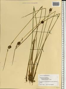 Juncus conglomeratus L., Eastern Europe, Western region (E3) (Russia)