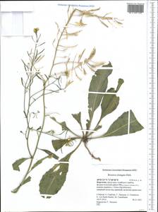 Brassica elongata subsp. integrifolia (Boiss.) Breistr., Middle Asia, Pamir & Pamiro-Alai (M2) (Kyrgyzstan)