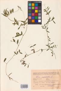 Vicia sativa subsp. nigra (L.)Ehrh., Eastern Europe, North Ukrainian region (E11) (Ukraine)