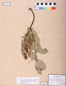 Salix hastata L., Siberia, Altai & Sayany Mountains (S2) (Russia)