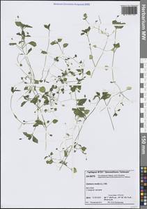 Stellaria media (L.) Vill., Siberia, Central Siberia (S3) (Russia)