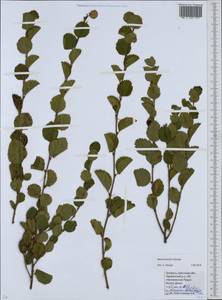 Betula humilis Schrank, Eastern Europe, Belarus (E3a) (Belarus)