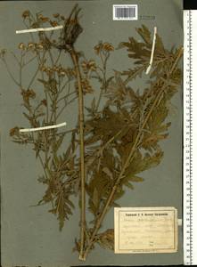 Jacobaea erucifolia subsp. grandidentata (Ledeb.) V. V. Fateryga & Fateryga, Eastern Europe, North Ukrainian region (E11) (Ukraine)