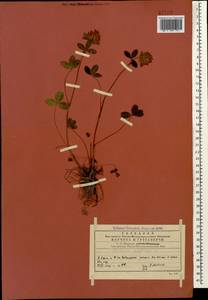Trifolium pratense L., Caucasus, Georgia (K4) (Georgia)