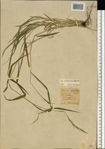 Brachypodium sylvaticum (Huds.) P.Beauv., Eastern Europe, South Ukrainian region (E12) (Ukraine)