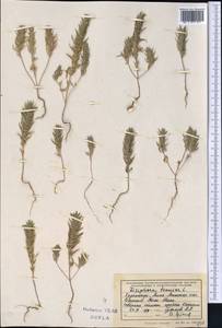 Ziziphora tenuior L., Middle Asia, Northern & Central Tian Shan (M4) (Kazakhstan)