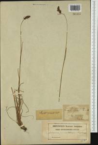 Luzula spicata (L.) DC., Western Europe (EUR) (Sweden)