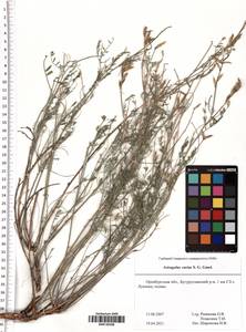 Astragalus varius S.G.Gmel., Eastern Europe, Eastern region (E10) (Russia)