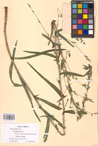 Lactuca saligna L., Eastern Europe, Moscow region (E4a) (Russia)