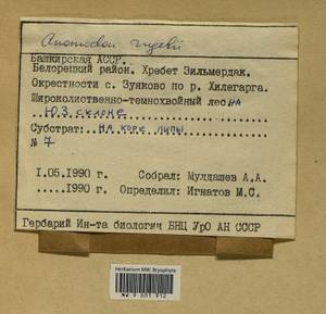Anomodontopsis rugelii (Müll. Hal.) Ignatov & Fedosov, Bryophytes, Bryophytes - South Urals (B14) (Russia)