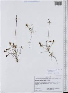 Drosera ×obovata Mert. & W. D. J. Koch, Eastern Europe, Belarus (E3a) (Belarus)