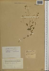 Draba nemorosa L., Siberia, Altai & Sayany Mountains (S2) (Russia)