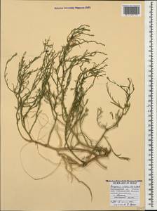 Corispermum nitidum Kit. ex Schult., Caucasus, Krasnodar Krai & Adygea (K1a) (Russia)